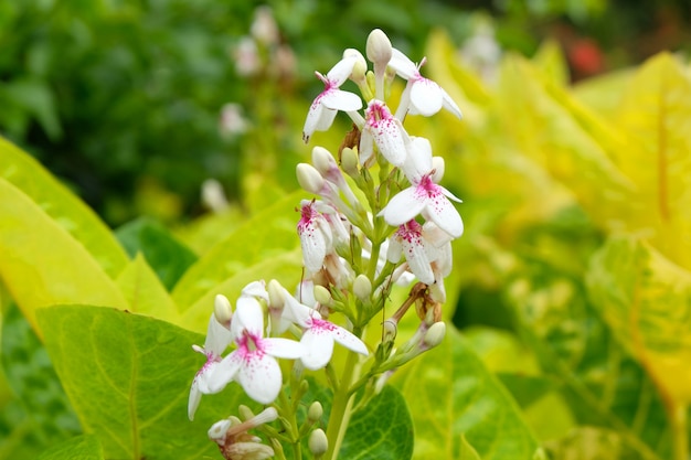 Fleur blanche sur fond vert