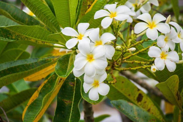 Photo fleur blanche de frangipani plumeria alba avec des feuilles vertes