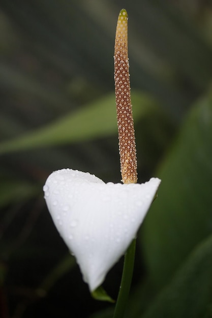 une fleur blanche avec des gouttes de pluie dessus