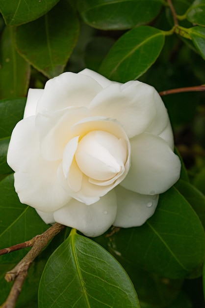 Fleur blanche avec des gouttes de rosée