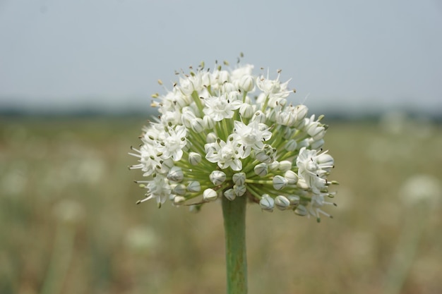 une fleur blanche avec un insecte au milieu