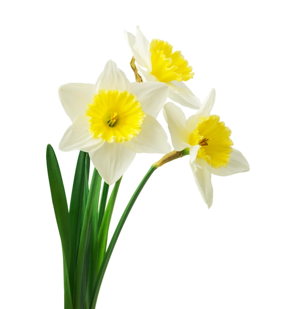 Une fleur blanche et jaune avec un centre jaune.