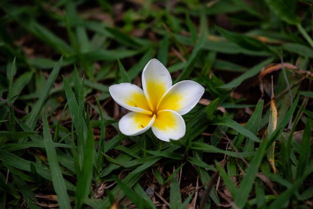 Une fleur blanche et jaune est dans l'herbe.