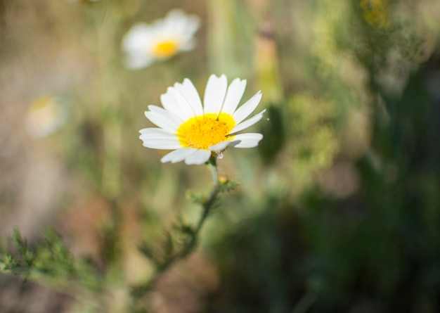 Une fleur blanche et jaune