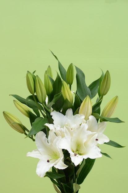 Fleur blanche lilly pour le fond