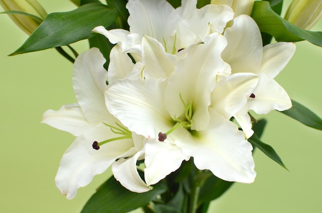 Fleur blanche lilly pour le fond