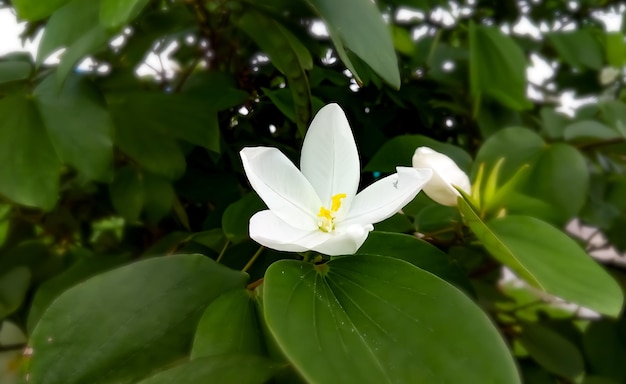 Fleur blanche de magnolia de Sweetbay avec les feuilles vertes