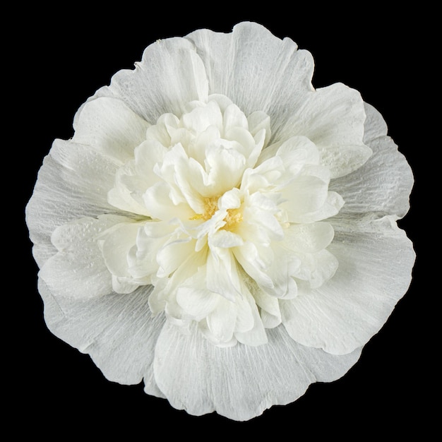 Fleur blanche de mauve isolée sur fond noir