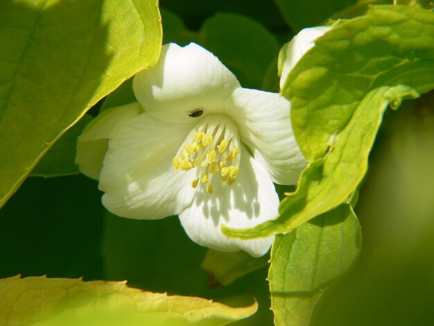 Une fleur blanche avec le mot " sur son centre. "