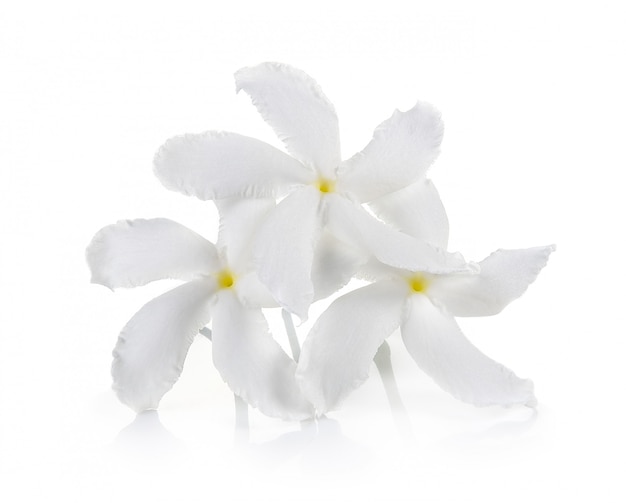 Photo fleur blanche sur mur blanc