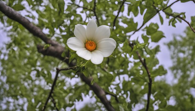 une fleur blanche avec le nom i dessus