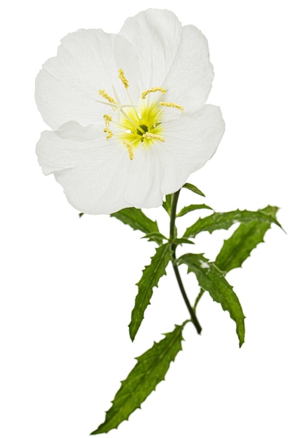 Fleur blanche d'Oenothera isolé sur fond blanc