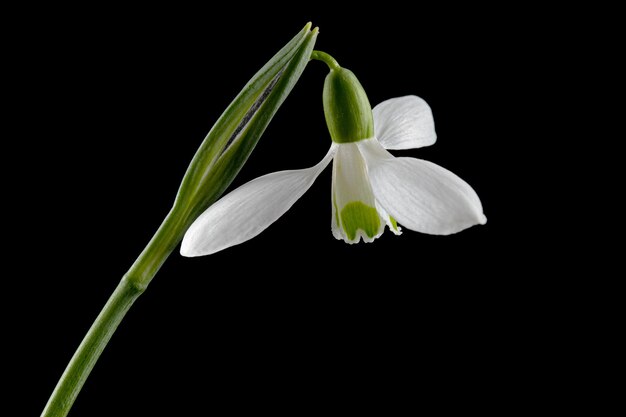 Fleur blanche de perce-neige lat Galanthus nivalis isolé sur fond noir