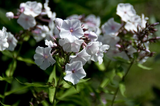 Fleur blanche phlox paniculata