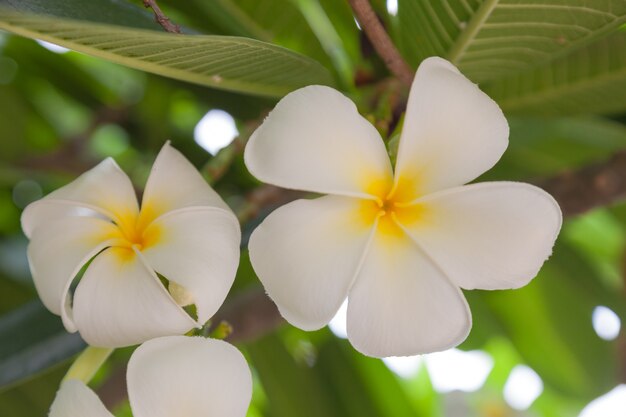 Fleur blanche en pleine floraison