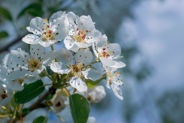 Fleur blanche de pommier de printemps