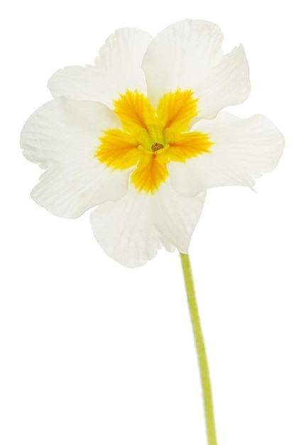 Fleur blanche de primevère isolé sur fond blanc