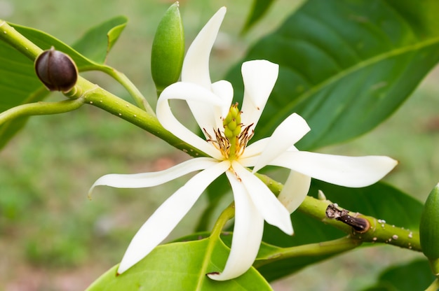 Fleur blanche qui fleurit sur l&#39;arbre. Fleur tropicale