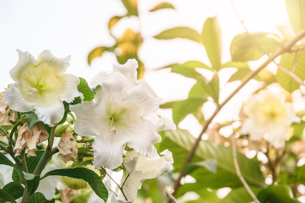 Fleur blanche qui fleurit avec du pollen sur une branche