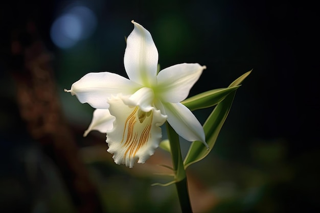 Une fleur blanche avec des rayures jaunes est au centre de la fleur.