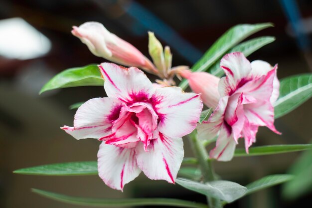 fleur blanche et rose dans le jardin