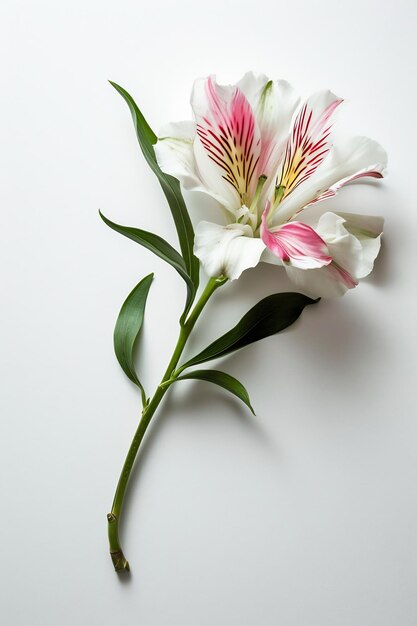 une fleur blanche et rose avec une tige verte sur un fond blanc