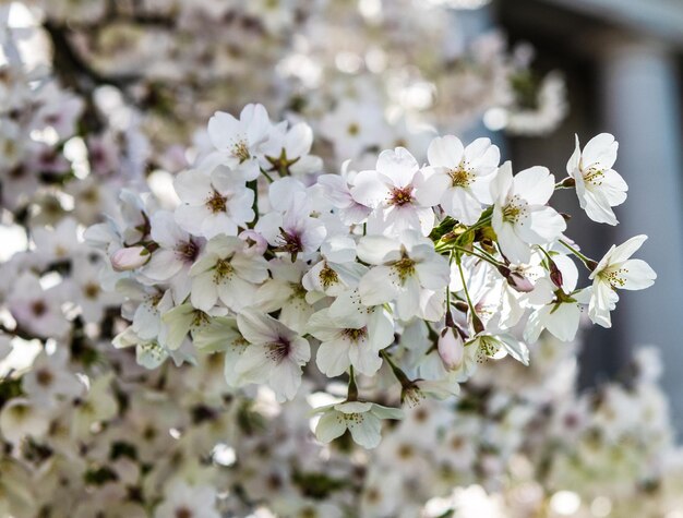 Fleur blanche de sakura en été mise au point sélective