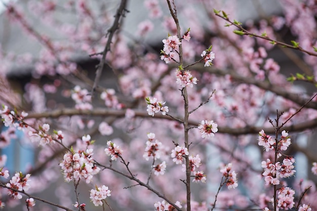 Fleur blanche de sakura fleurissant comme fond naturel