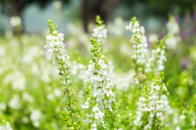 Fleur blanche de sauge Salvia