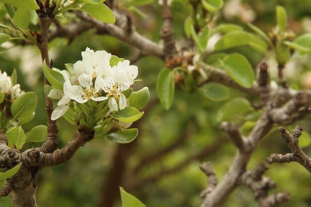 Fleur blanche se bouchent sur un fond de champ