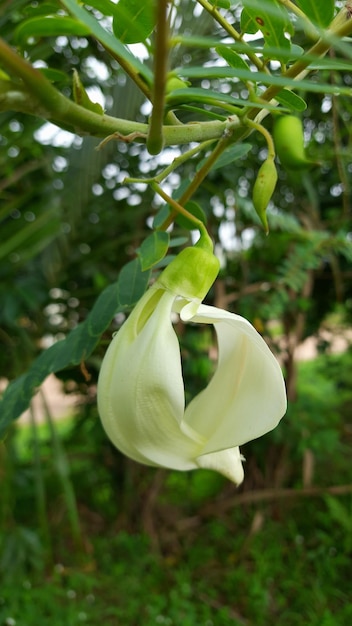 Fleur blanche de Sesbania Grandiflora, suspendue à une branche d'arbre, le matin