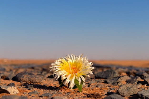 Fleur blanche solitaire dans le désert parmi les pierres. Afrique