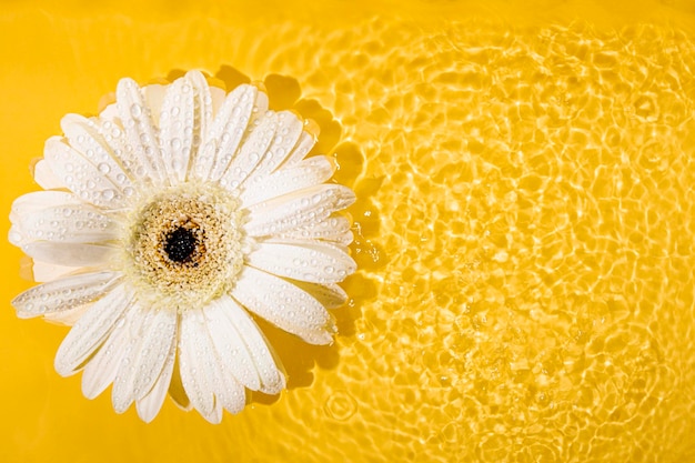 Fleur blanche sur la surface de l'eau Conception de carte de voeux moderne Gerbera sur fond jaune copiez l'espace pour le texte