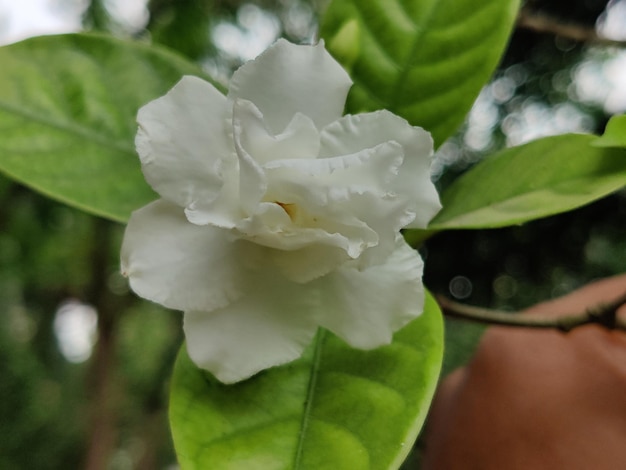 Une fleur blanche avec une tache jaune dessus