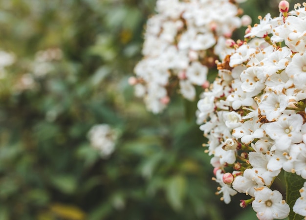 Fleur blanche de viburnum tinus en fleurs au printemps Mise au point sélective Espace de copie