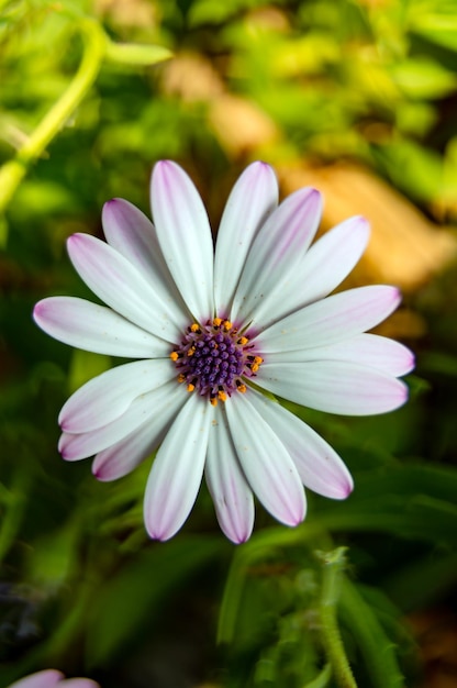 Une fleur blanche et violette avec un centre jaune