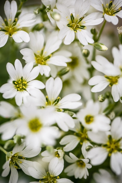 fleur blanche