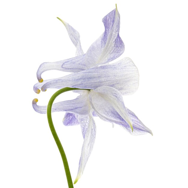 Fleur bleu doux d'aquilegia blossom de gros plan de bassin versant isolé sur fond blanc