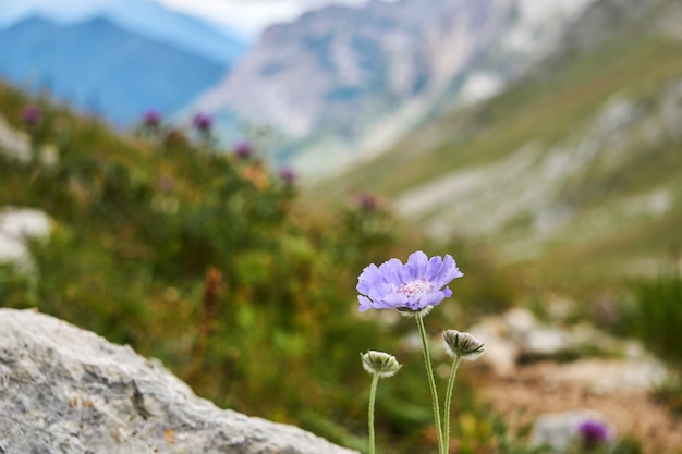 Fleur bleu pâle de fleur en coussinet du Caucase (Scabiosa caucasica) sur fond d'automne alpin flou