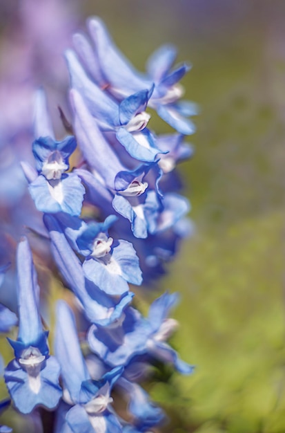 fleur bleu vif sur fond vert