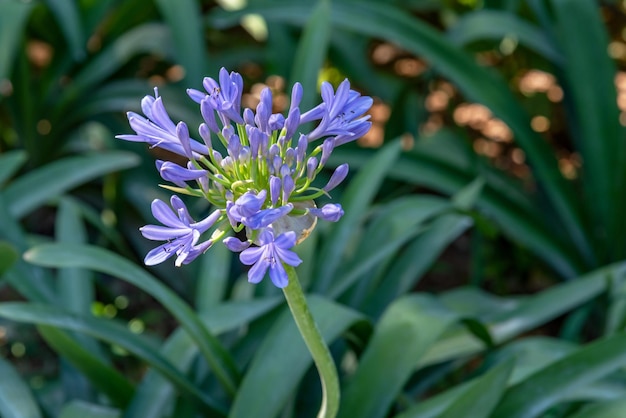 Fleur bleue d'Agapanthus dans le jardin d'été