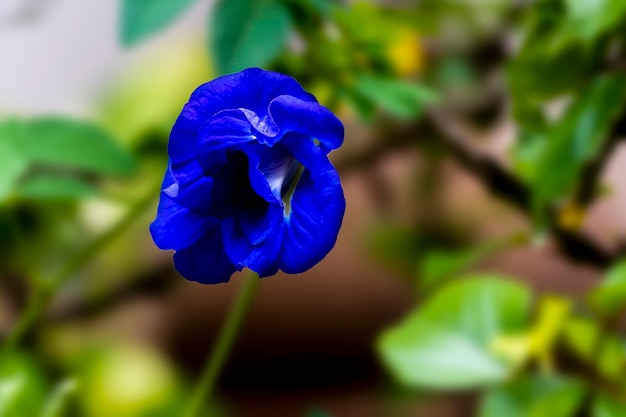 La fleur bleue d'Aparajita fleurit dans le jardin de toit