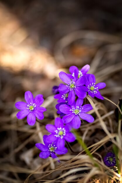 Photo fleur bleue bosquet ou pechenocnae hepatica nobilis rosée gros plan photo de haute qualité