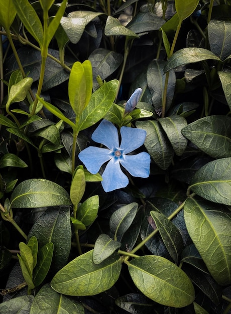 une fleur bleue en bouquet