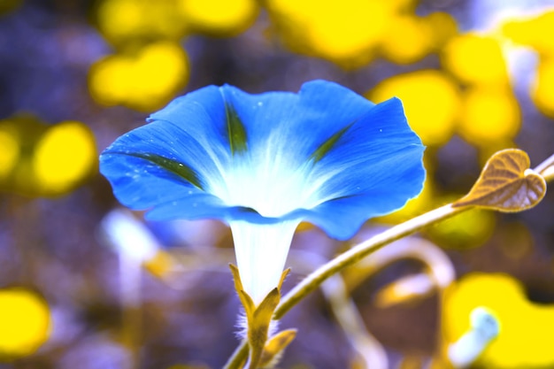 une fleur bleue avec le centre blanc est montrée en arrière-plan