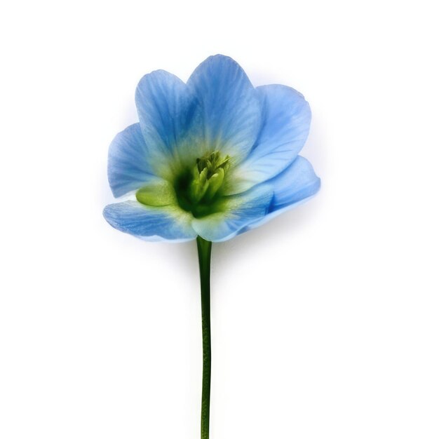 Une fleur bleue avec un centre vert et un centre jaune.