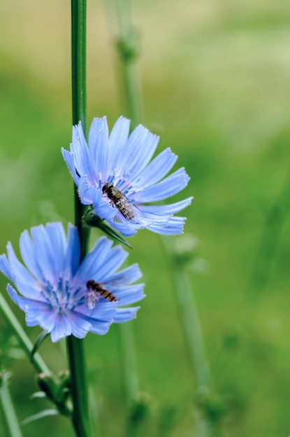 Fleur bleue de chicorée qui fleurit dans la nature avec la mouche Syrphidae, fond floral avec espace de copie