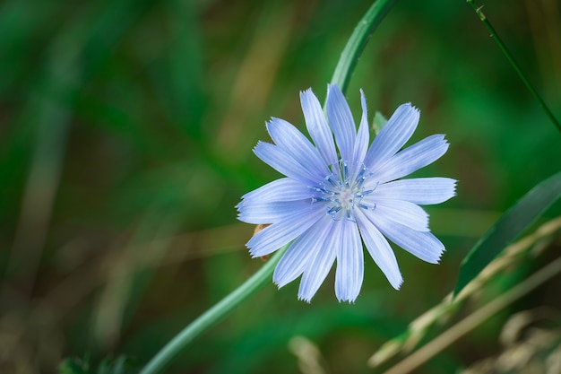 Fleur bleue dans l'herbe verte. belle fleur sauvage