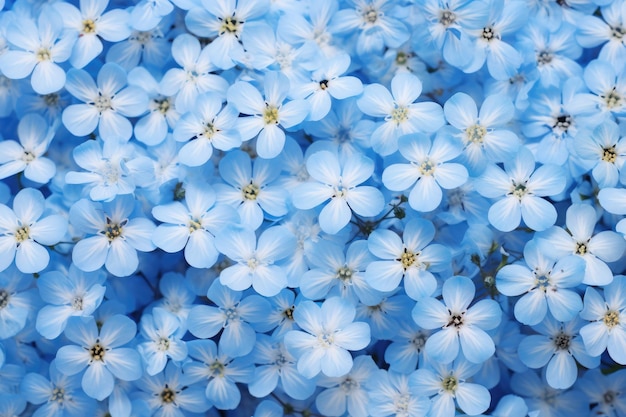 une fleur bleue dans le jardin de la maison blanche.