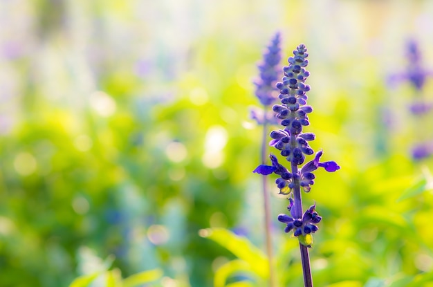 Fleur bleue dans le jardin.